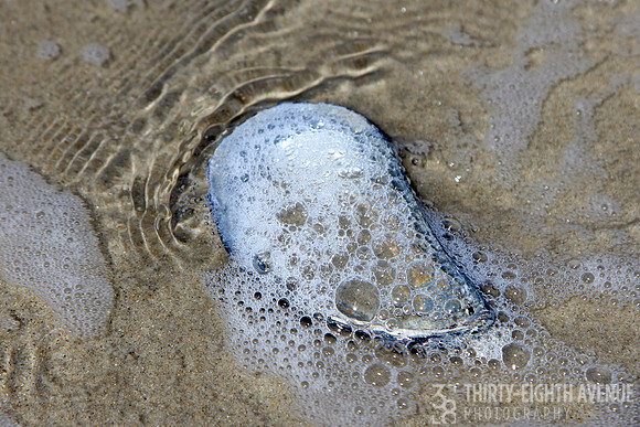 Shell Of Bubbles