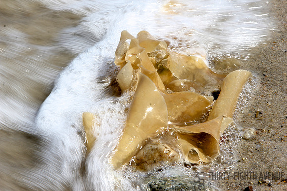 Sea Noodles