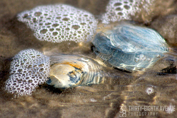 Bubbles Over Shells