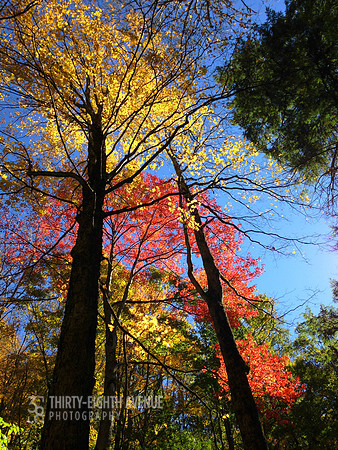 Looking Up At Fall
