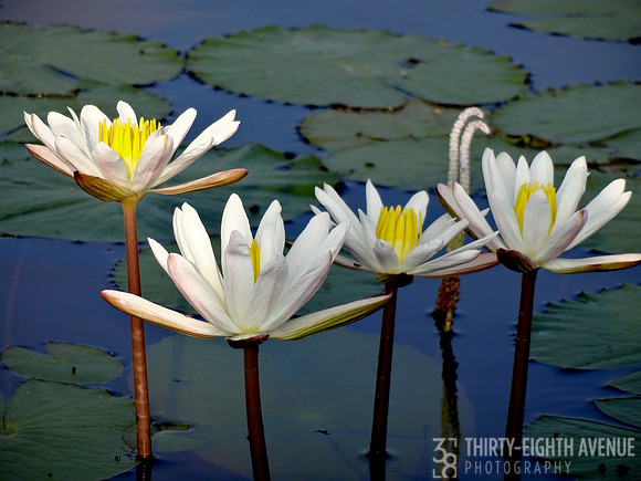 White Lillies With Yellow Centers On Pond