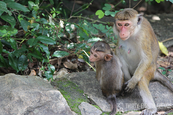 Sri Lanka Mama & Baby Monkeys