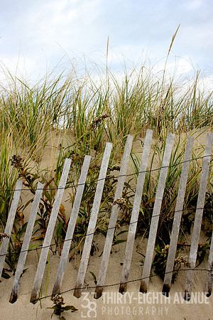 Dune Fence