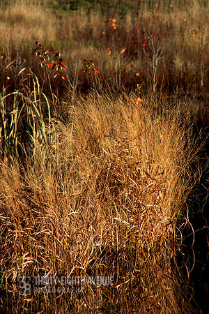 Sunset Bog Grass