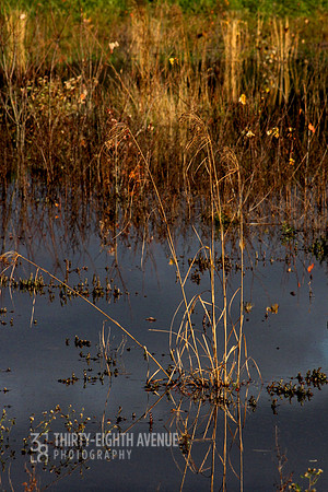 Afternoon Pond Light
