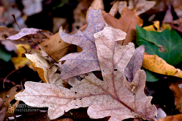 Oak Leafs Grounded