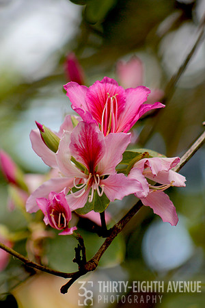 Shades of Pink