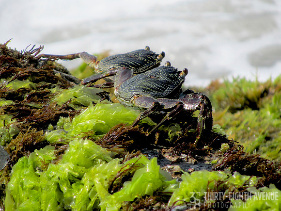 Crabs Sitting On Seaweed - Sri Lanka