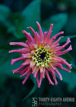 Pink Spikes
