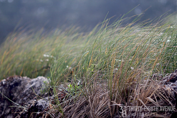Summer Dune Grass