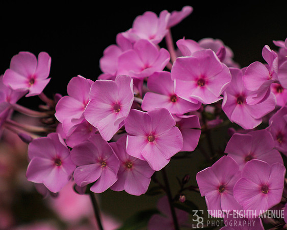 Just Pink