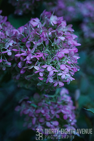 Purple Snow Balls