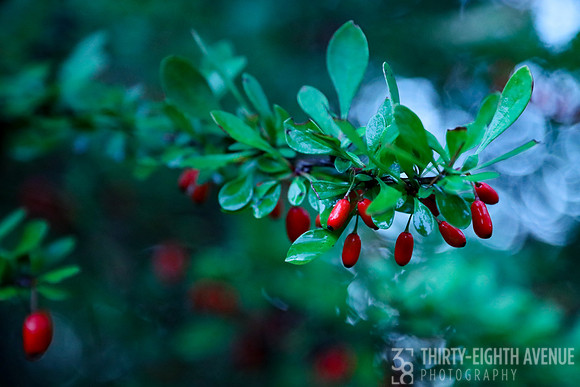 Red Berries