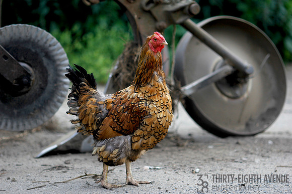 Country Chicken