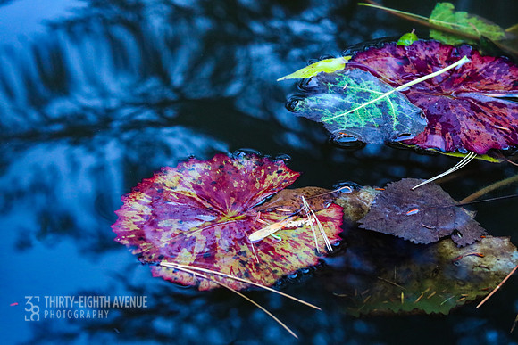 Pond Reflections