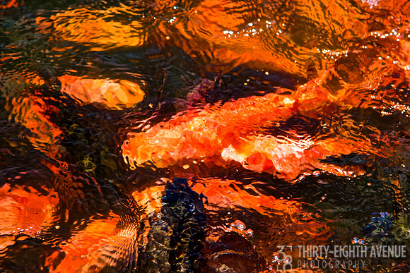 Koi