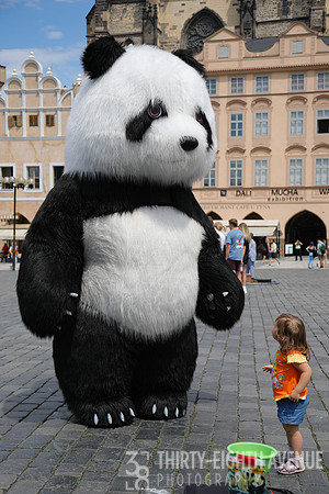 Giant Panda Curiosity, Old Town, Prague
