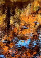Jug Bay Fall Reflections