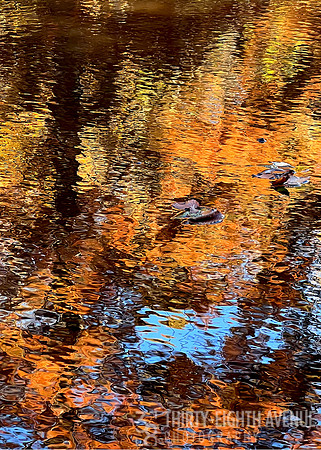 Jug Bay Fall Reflections