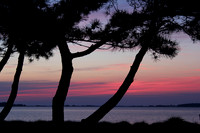 St. Michaels Pine Tree Sunset
