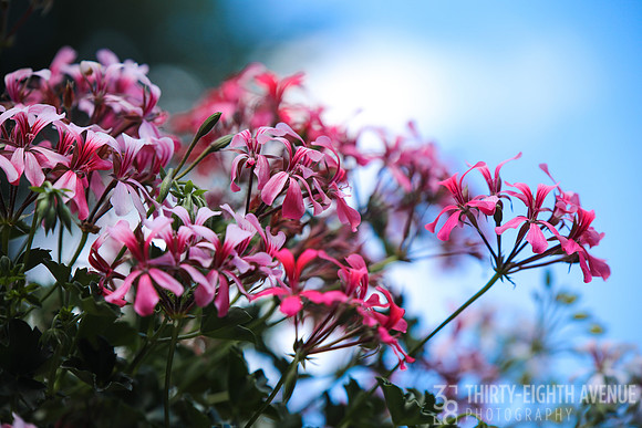 Sweet Geranium
