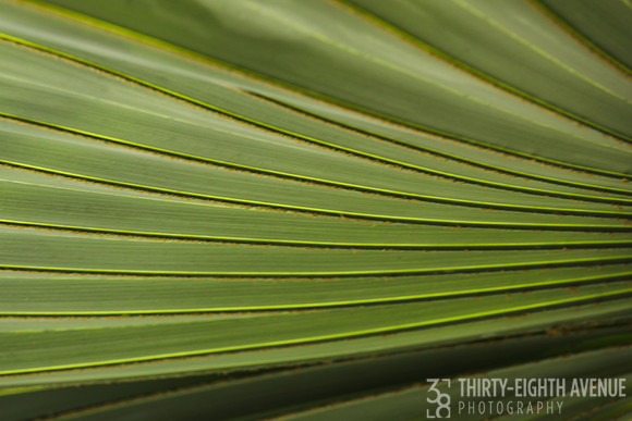 Horizontal Line Fan