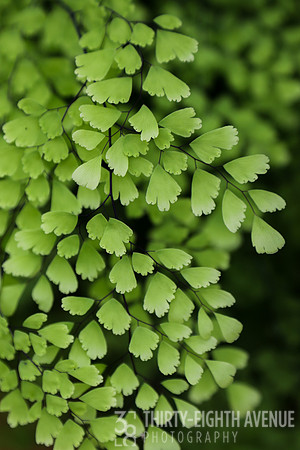 Maidenhair Fern