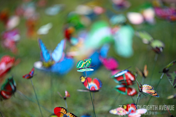 Butterfly Garden