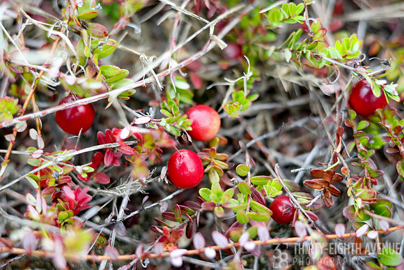 Cranberry Field