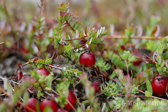 Cranberry Perfection