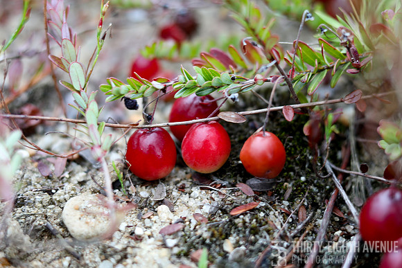 Cranberries With Sand