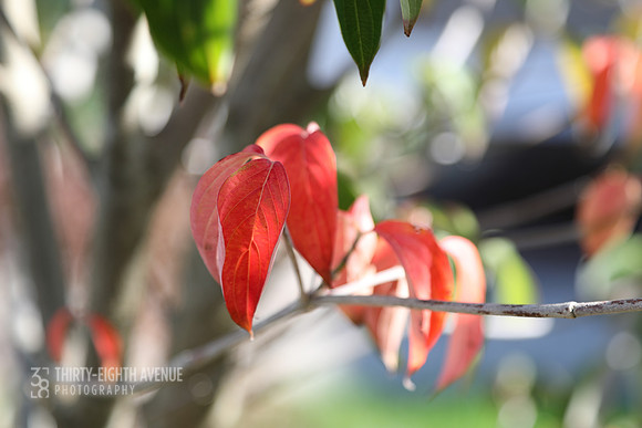 Dogwood Fall Leaves