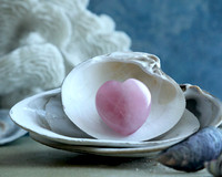 Love In A Shell