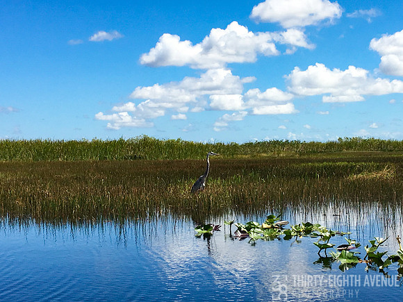 Everglades Blue Heron