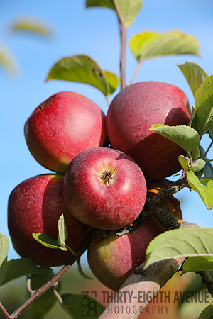 A Perfect Bunch of Apples