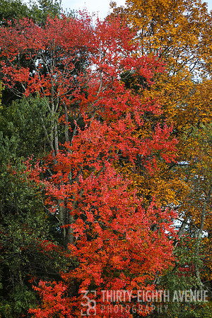 A Red Autumn