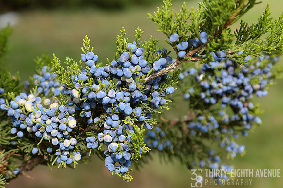 Cedar Blues