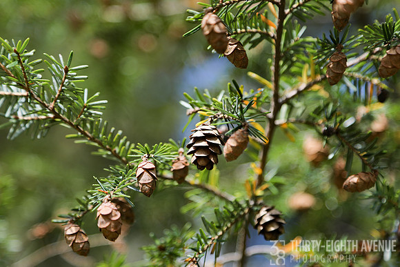 Hemlock Cone