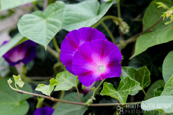 Purple Morning Glory