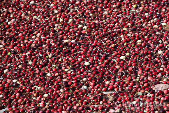 Cranberries Everywhere