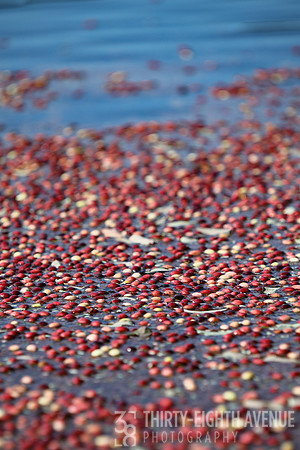 Cranberries On Blue Water