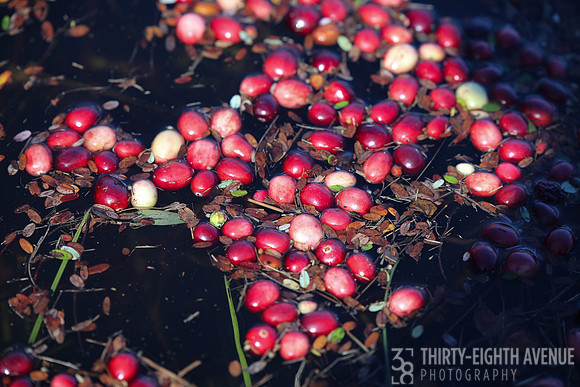Cranberries Twigs & Leaves
