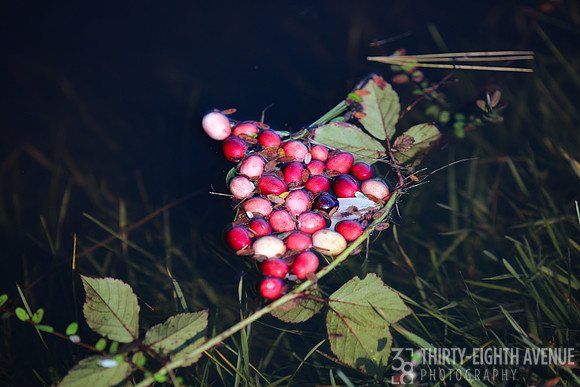 Cranberries Cradled