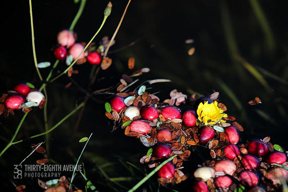Cranberries, Leaves & Flower