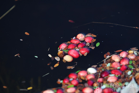 Cranberry Island