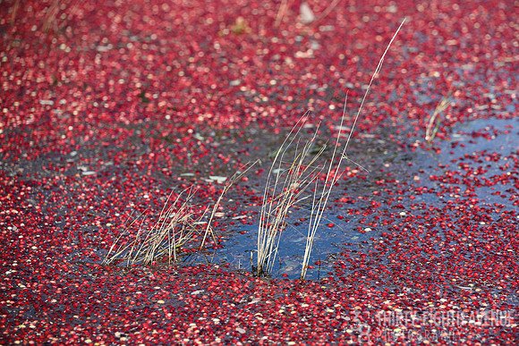 Tall Grass In A Bog