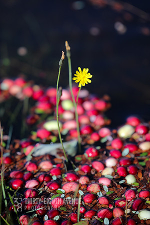 Yellow Bog Flower