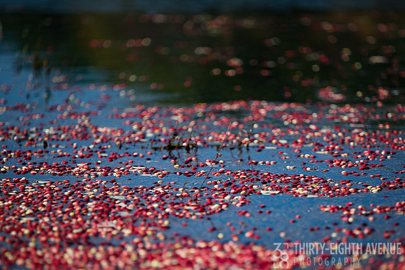 Cranberry Landscape
