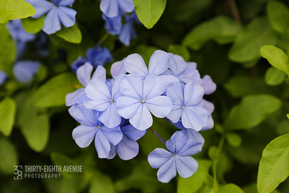 Blue Kaua'i
