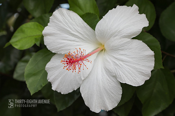 White Hibiscus